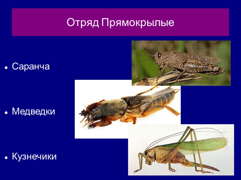 Отряд Прямокрылые Саранча   Медведки   Кузнечики